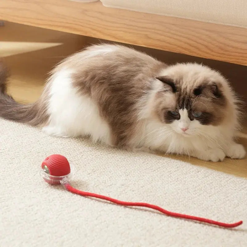 Gatto che gioca con una palla interattiva su parquet