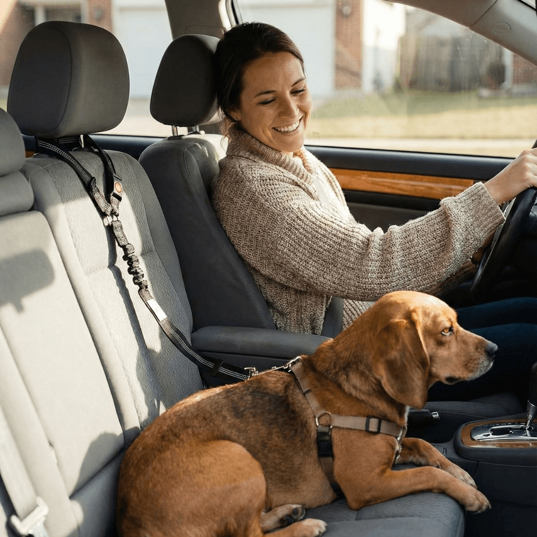 cane legato alla cintura di sicurezza sedile anteriore auto