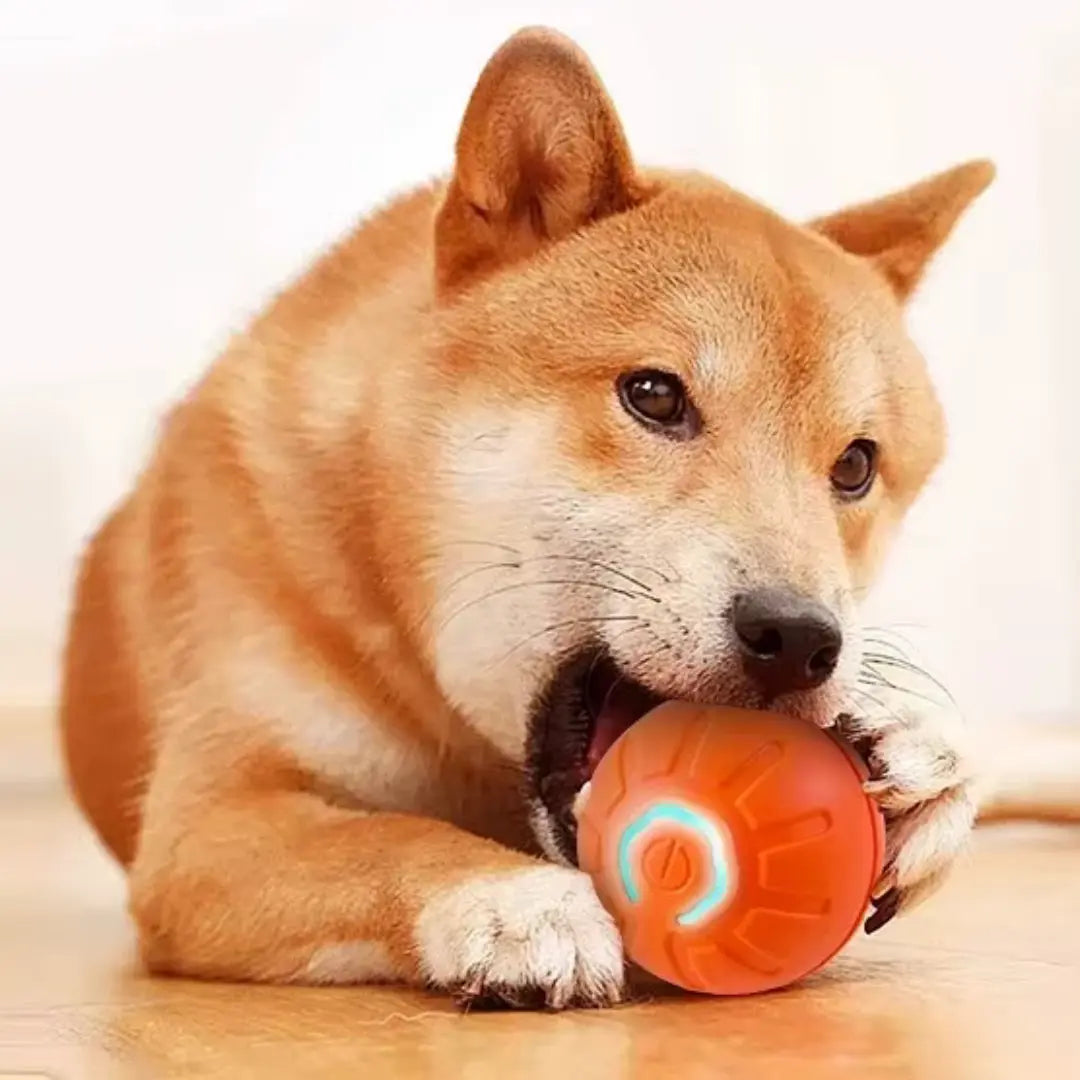 Accessorio per cani intelligente contro la noia