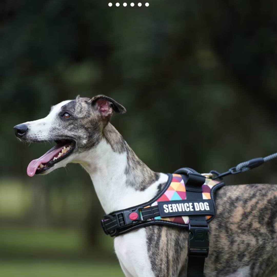 Cane che indossa la pettorina resistente e sicura