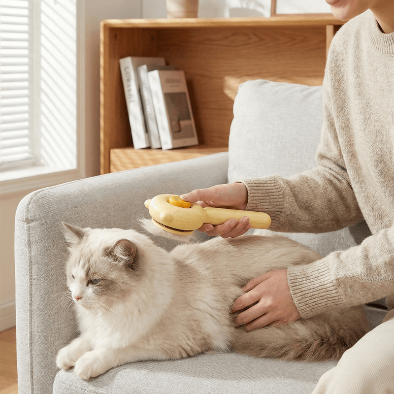 Donna che spazzola il gatto sul divano 