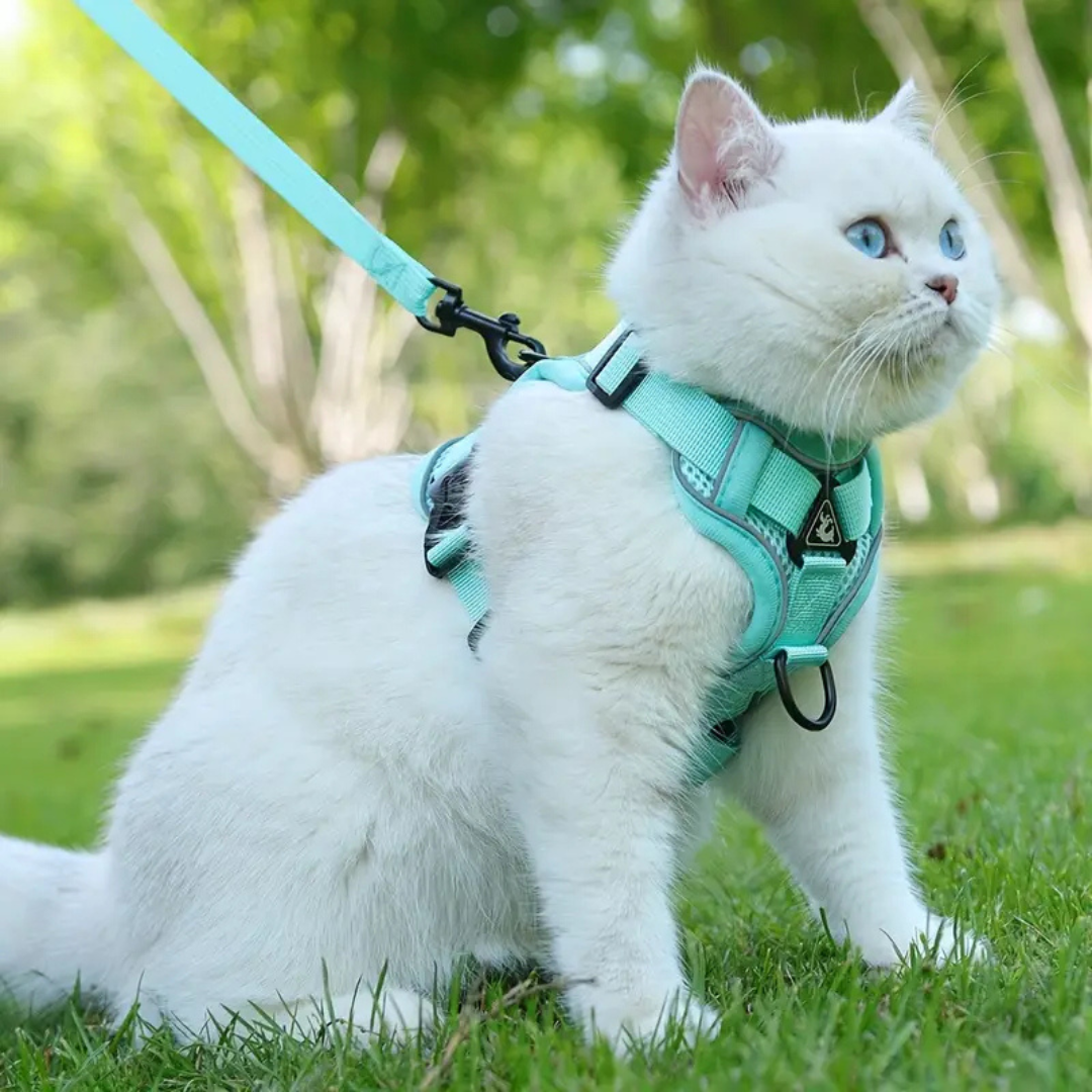 Passeggiata con gatto  che indossa la pettorina antifuga no stress traspirante